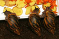 Achatina achatina Ghana F1, odchov V�ry Babincov�